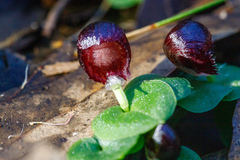 Corybas recurvus