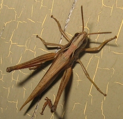 Pseudochorthippus curtipennis