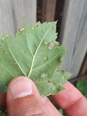 Eriophyes crataegi