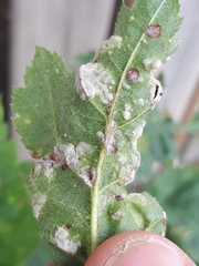 Eriophyes crataegi
