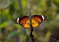 Danaus chrysippus