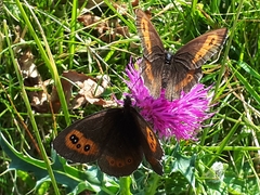 Erebia euryale