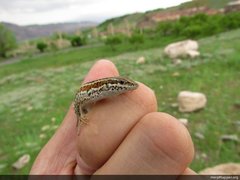 Ophisops elegans elegans