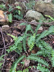 Blechnum australe