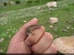 Ophisops elegans elegans