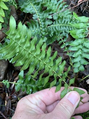 Blechnum australe