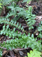 Blechnum australe