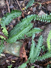 Blechnum australe