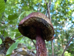 Exsudoporus
