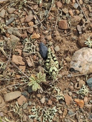 Angaracris barabensis