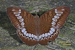 Tanaecia trigerta trigerta