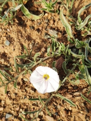 Convolvulus ammannii