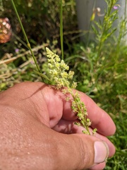 Reseda lutea