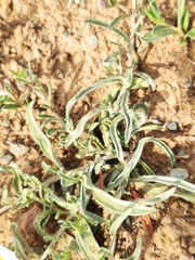 Convolvulus ammannii