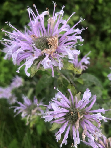Wild bergamot (Monarda fistulosa)