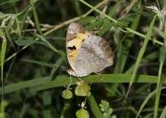 Junonia hierta