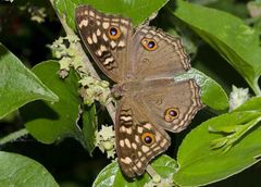 Junonia lemonias