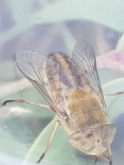 Atylotus latistriatus