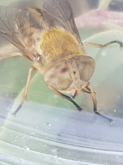 Atylotus latistriatus