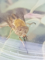 Atylotus latistriatus