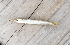 Sphyraena borealis