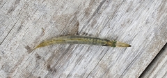 Sphyraena borealis