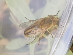 Atylotus latistriatus