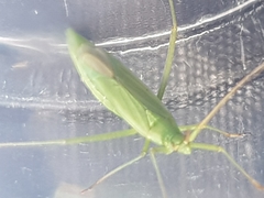 Megaloceroea recticornis