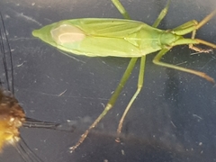 Megaloceroea recticornis