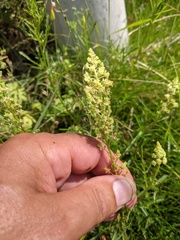 Reseda lutea