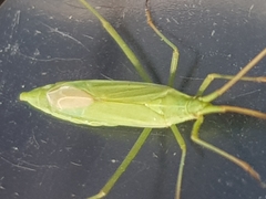 Megaloceroea recticornis