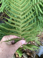 Amauropelta bergiana