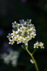 Saxifraga hostii