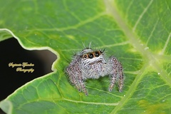 Hyllus diardi