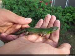 Lacerta agilis tauridica