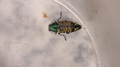 Buprestis confluenta