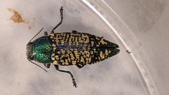 Buprestis confluenta
