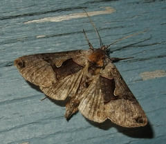 Autographa ampla