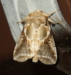 Habrosyne scripta