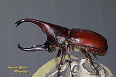 Xylotrupes gideon gideon