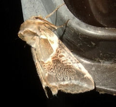 Habrosyne scripta