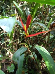 Heliconiaceae