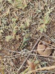 Angaracris barabensis
