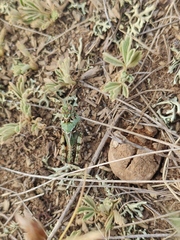 Angaracris barabensis