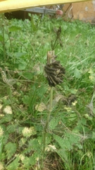 Aglais urticae