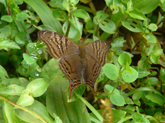 Hypanartia dione