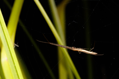 Tetragnatha caudata