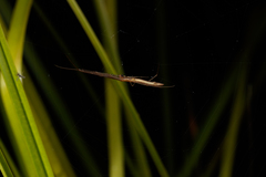 Tetragnatha caudata