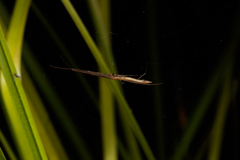 Tetragnatha caudata