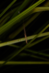 Tetragnatha caudata